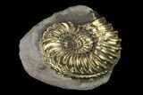 Pyritized (Pleuroceras) Ammonite Fossil - Germany #131123-1
